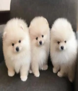 Healthy Male and female Purebred Teacup White Pomeranian Puppies Available Now For Sale