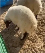 طليان للبيع