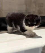 للبيع سكوتش فولد