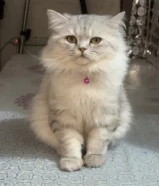 Cat for free adoption