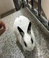 أرانب للبيع