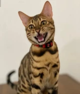 للبيع بنغال بيور 7 شهور ذكر مخصي ( جواز سفر- چب -مطعم- متعلم لتر بوكس - يحب يلعب - مع اغراضه )