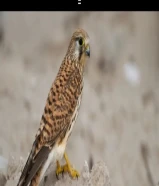 للبيع حميميج وحش بدون سبوق بدون شي