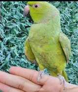 للبيع بيبي متوه (دره) فل ربوه مايعض ابدا يوقف على اليد والكتف وياكل من اليد وهدد داخلي ويلعب ويرقص