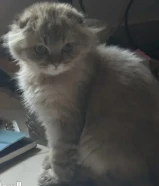 قط سكوتش فولد للبيع