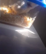 بغبغان ألوف برد