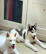 هاسكي عمرهم شهرين اتوقع مع دفترهم معتني فيهم زين أنثى و ذكر