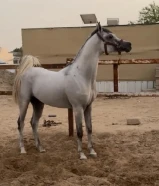 بولش فاخر للبيع