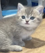 سكوتش فولد العمر شهر ونص كيوت نثايا السعر واحد