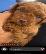 توي بودل لون نادر