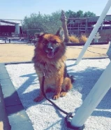 للبيع كلاب جيرمان دكر لعوب امن على الأطفال