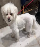 وجدت كلب مفقود في الجابريه