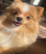 Mini Trained Pomeranian dog