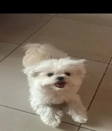 كلبه مالتيبو للبيع 8 شهور