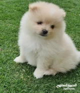 Pomeranian pure bread