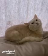 قط اليف جدا للتبني مجانا Free adoption friendly cat