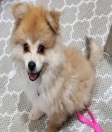 كلب بوميرانيان للبيع كلب بوميرانيان ذكر للبيع Male Pomeranian dog for sale