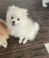 4 month old pomeranian (Only english) كلب صغير طويل الشعر عمره 4 أشهر (باللغة الإنجليزية فقط)