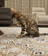 قطة بنغال انثى Bengal female kitten