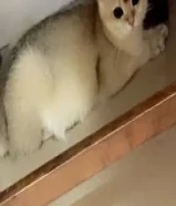 للبيع برتش شورت هير مسجله