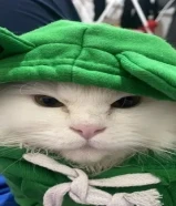 قط شيرازي التبني المؤقت لمده شهر