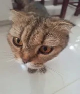 قطة شيرازي للتبني