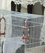 طير روز او لوف بيرد صغير للحين مايطير من صغره عمره 4 اساليع تقريباً