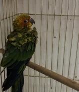 للبيع فرخ صن كنيور