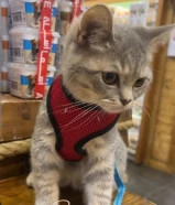 سكوتش فولد شورت هير للبيع مع اغراضه قابل للمساومة ذكر عمره 6 اشهر67796