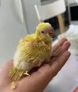 فرخ كويكر لاتينو حجم وصحة طيبه من الانتاج