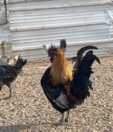 للبيع دجاج عربي بياض شرط