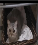 قطه اسكوتش فولدللتبتي 9 شهور مطعمه معاها دفتر التطعيم وكل اغراضها معاها