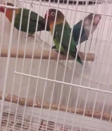 للبيع زوج فشر زوج لوف بيرد و زوج باجي و زوج كروان