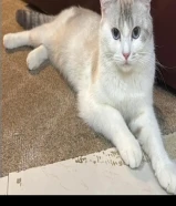 للبيع قط ذكر مكس فاخر (عمره 9 شهور / مطعّم)