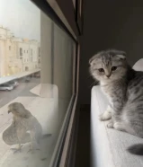 للبيع سكوتش فولد وبرتش العمر 5 شهور