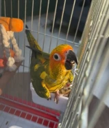 للبيع صن كنيور هدد