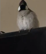 بلبل عراقي مدرب للبيع