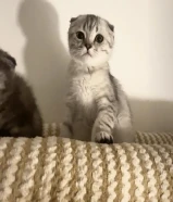 للبيع سكوتش فولد تابي - سكوتش فولد بلو