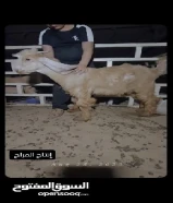 للبيع تيوس العدد 3شرط سمان
