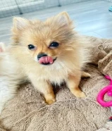 بومرنين ذكر العمر ثلاث شهور