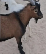 للبيع تيس جيكي