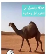 كبد قطعة
