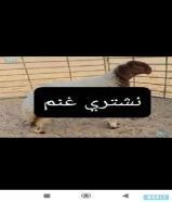 نشتري غنم ومعزا والدفع كاش