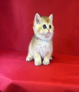 كيتن ذكر بريتش قولد مسجل