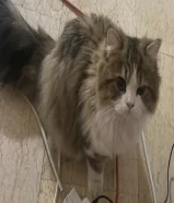 للتبني قط ذكر شيرازي