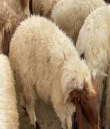 للبيع ذبايح