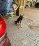 جيرمن باي كيلر للبيع