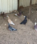 للبيع حمام بالجمله منوع الحبة دينار