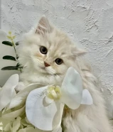 للبيع قطط ذكور سكوتش فولد شيرازي