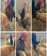 السلام عليكم للبيع مجاميع دجاج عربي المجموعة 3 دجاجات وديك في قراب بيض وفي توه مبلش يبيض